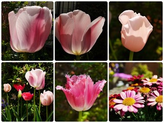 tulip.jpg